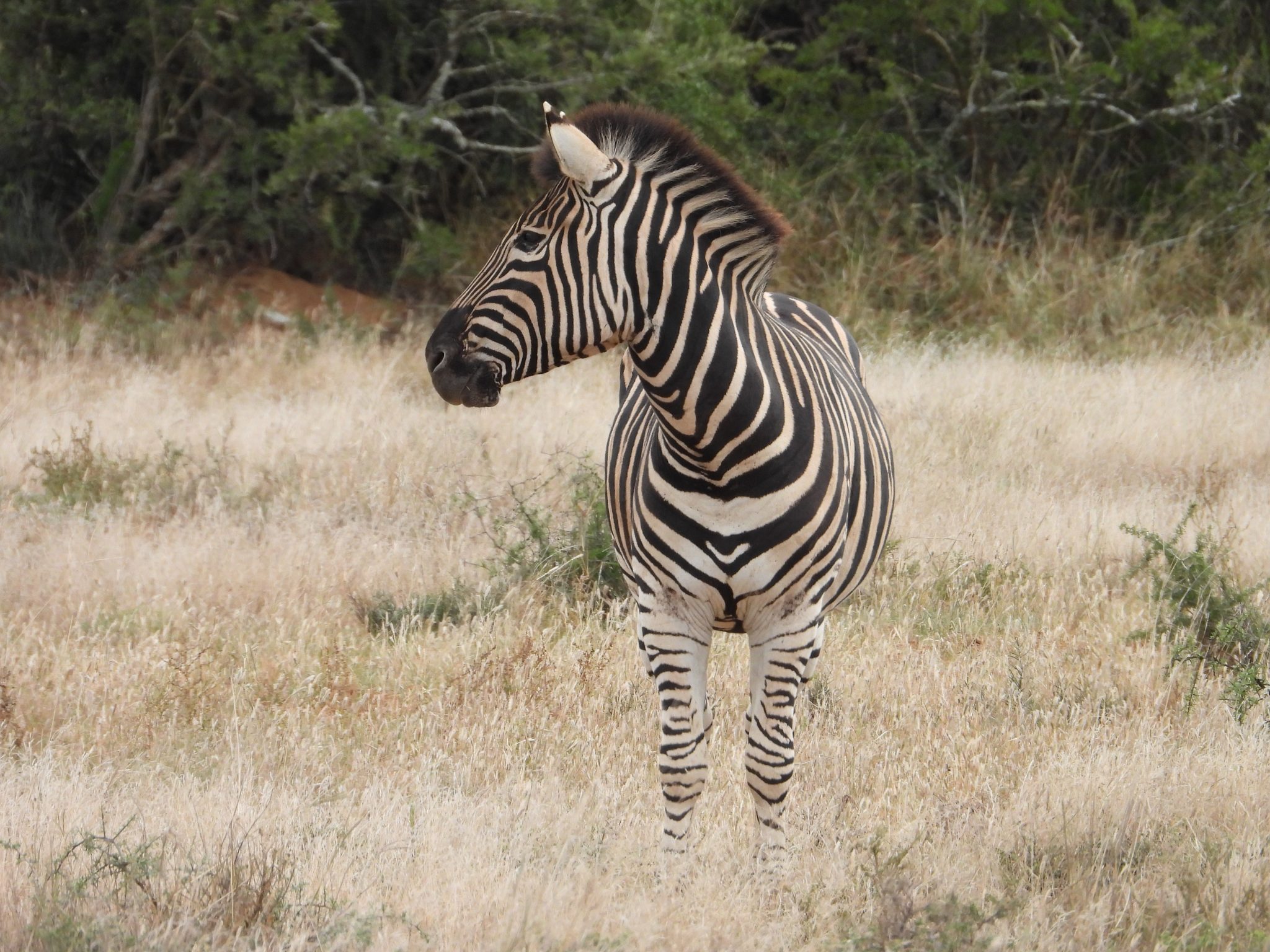 The East Cape Experience with JXSThe East Cape Experience with John X SafarisThe East Cape Experience with John X Safaris GunwerksDSCN0231 scaled