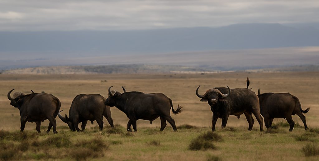 The East Cape Experience with John X Safaris DSC1442E e1652290251146 1024x517