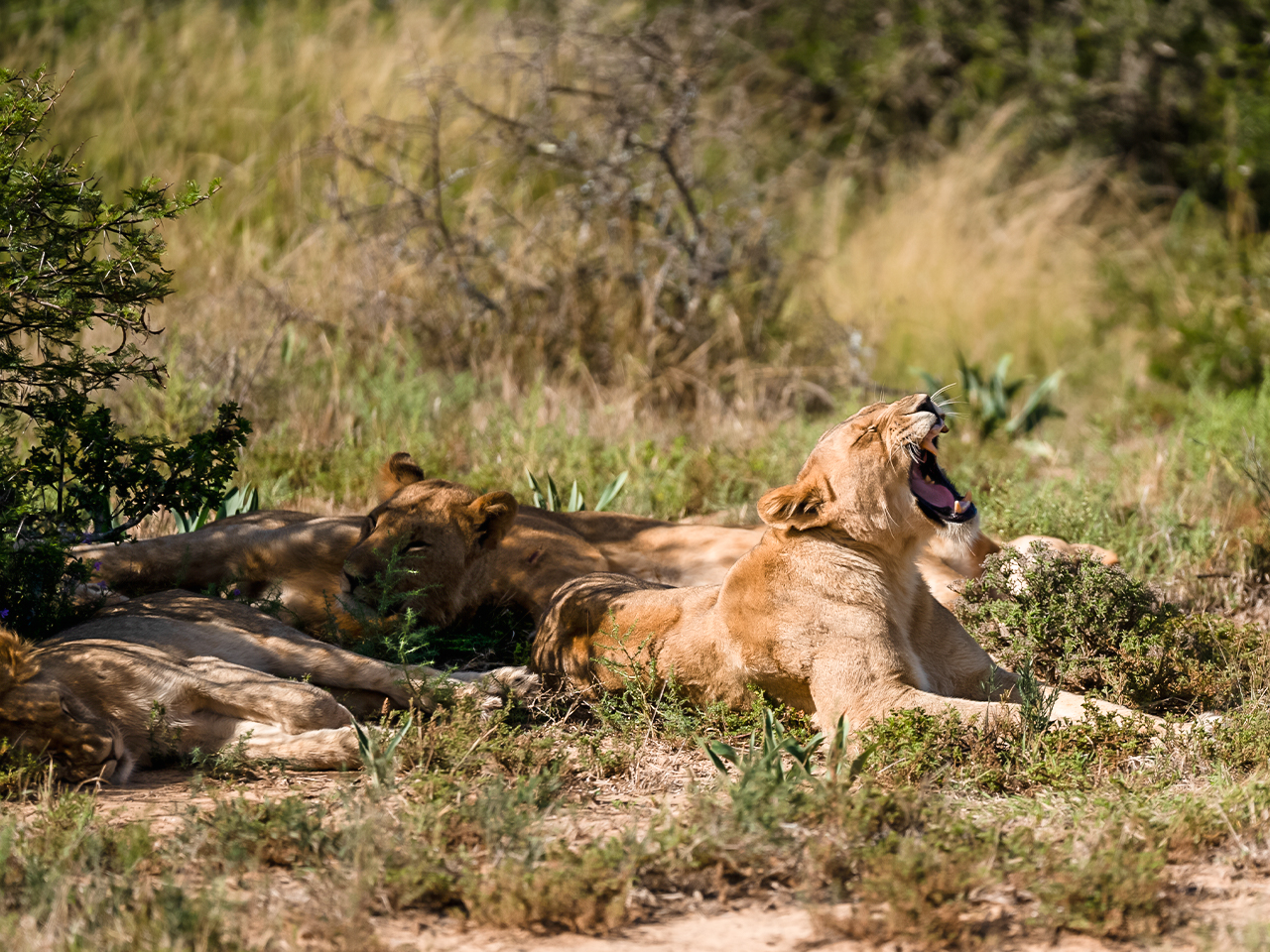 The East Cape Experience with John X Safaris DSC1505E