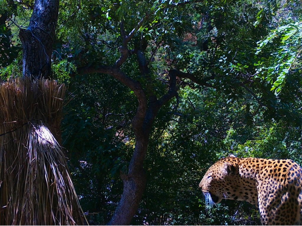 A Game of Cat Cat Trail Cam06230005 1024x768