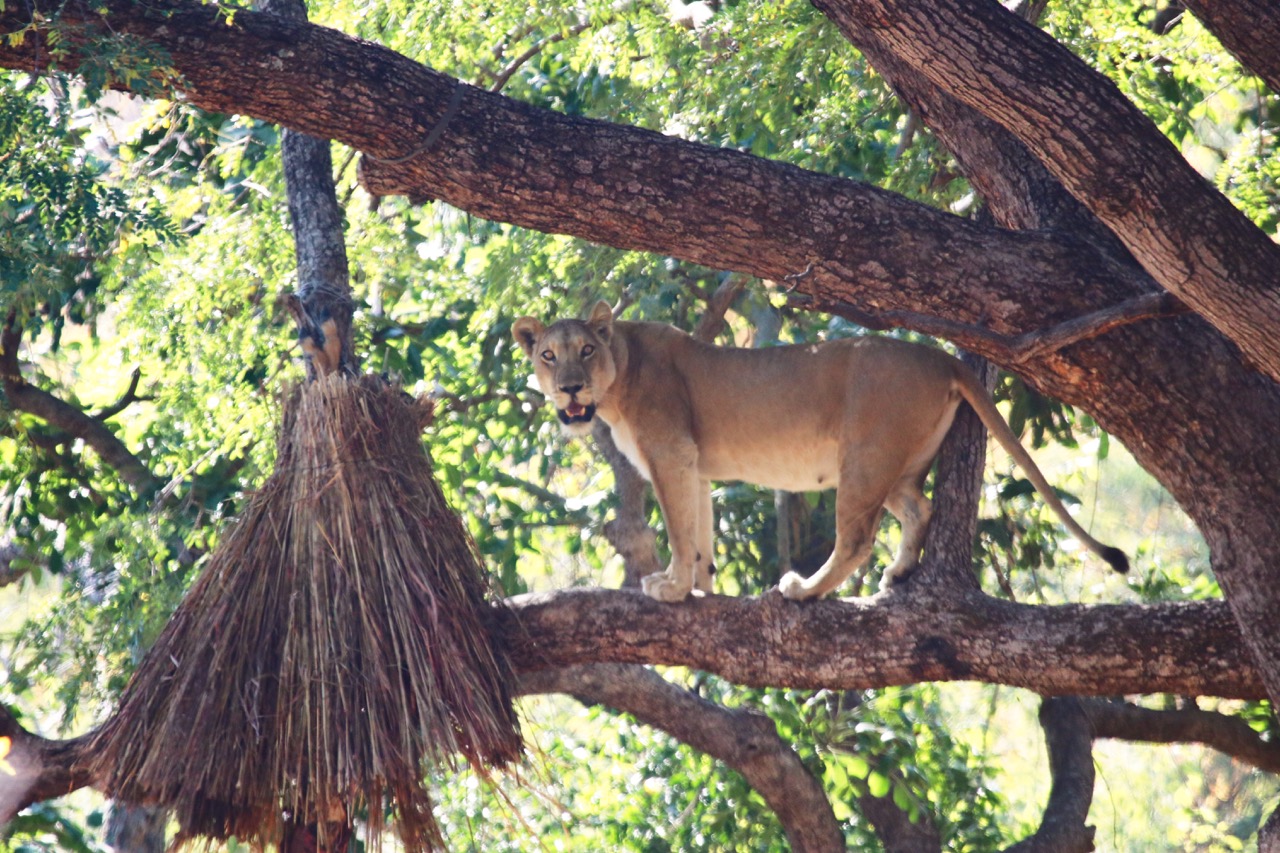 Lioness in Tree