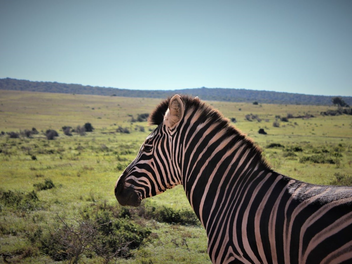 John X Safaris