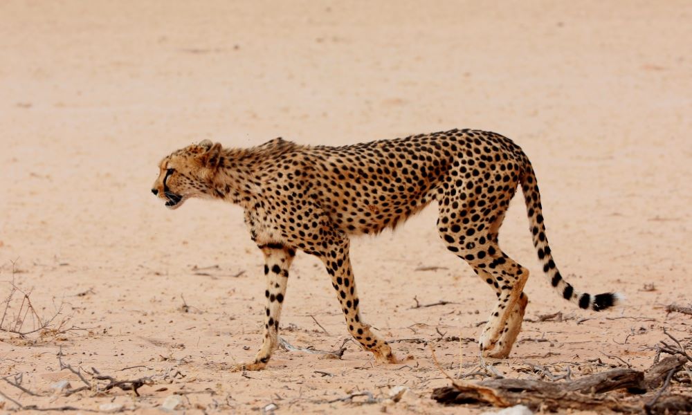 John X Safaris
