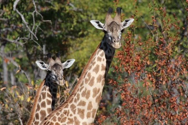 John X Safaris