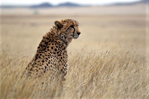 John X Safaris