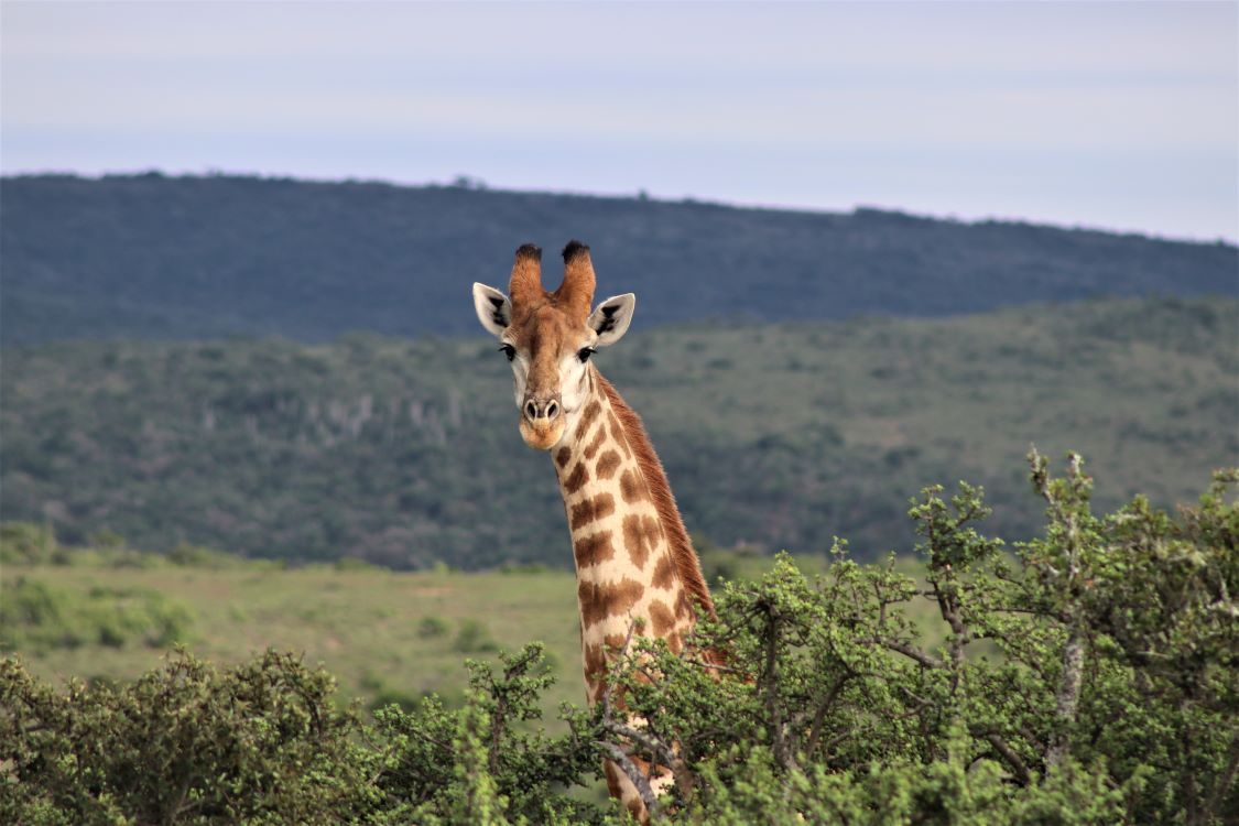John X Safaris