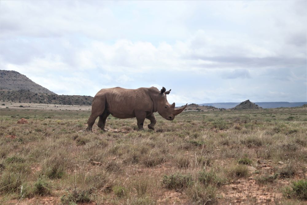 John X Safaris