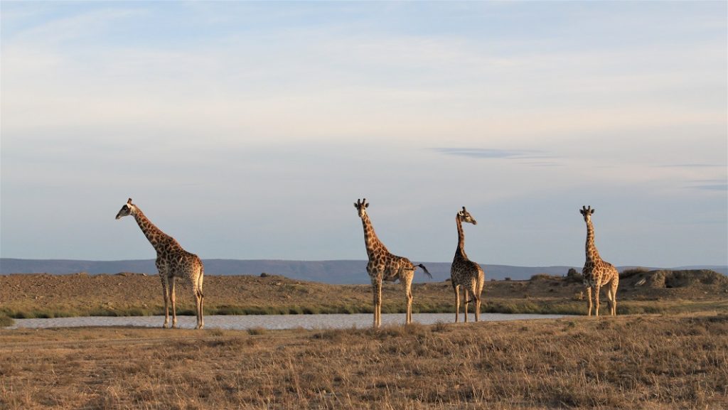 john x safaris