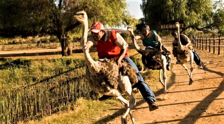 John X Safaris