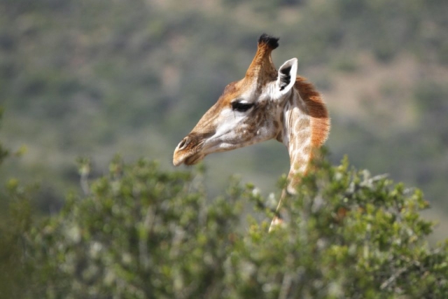 2018-04-26-03.17.33-2-copy John X Safaris