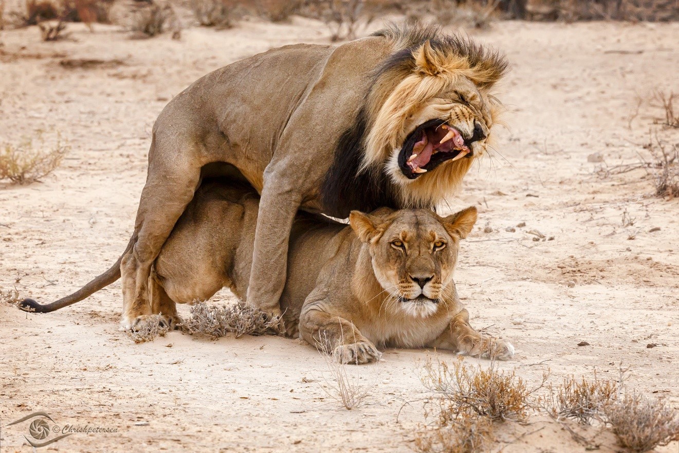 john x safaris