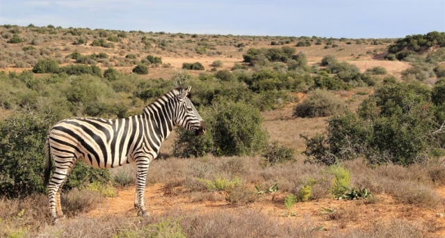 IMG_2409 John X Safaris