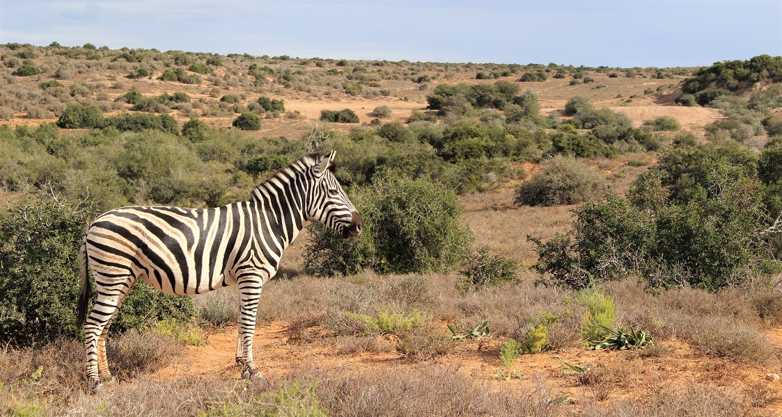 John X Safaris