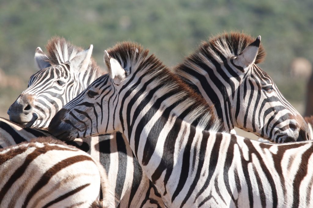 john x safaris