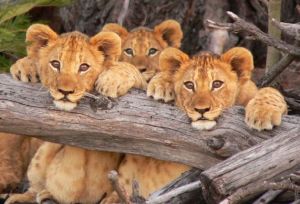 John X Safaris