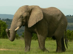 Elephant Bull An Elephant bull on game drive.