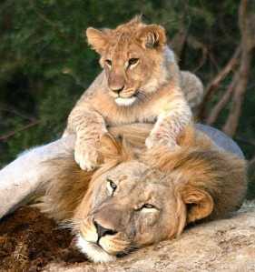 Male Lion & Cub Lions from Lalibela.