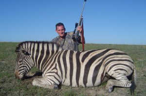 What a Stallion! Burchell's Zebra