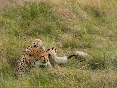 Cheetah new John X Safaris