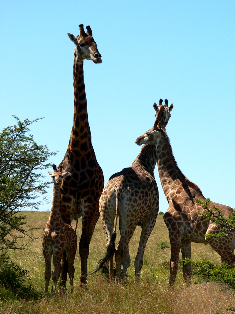 P1090206 John X Safaris