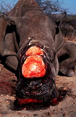 rhino poached John X Safaris