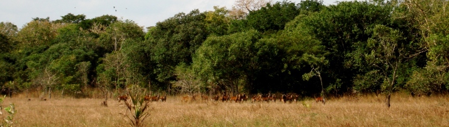 DSC00424 John X Safaris