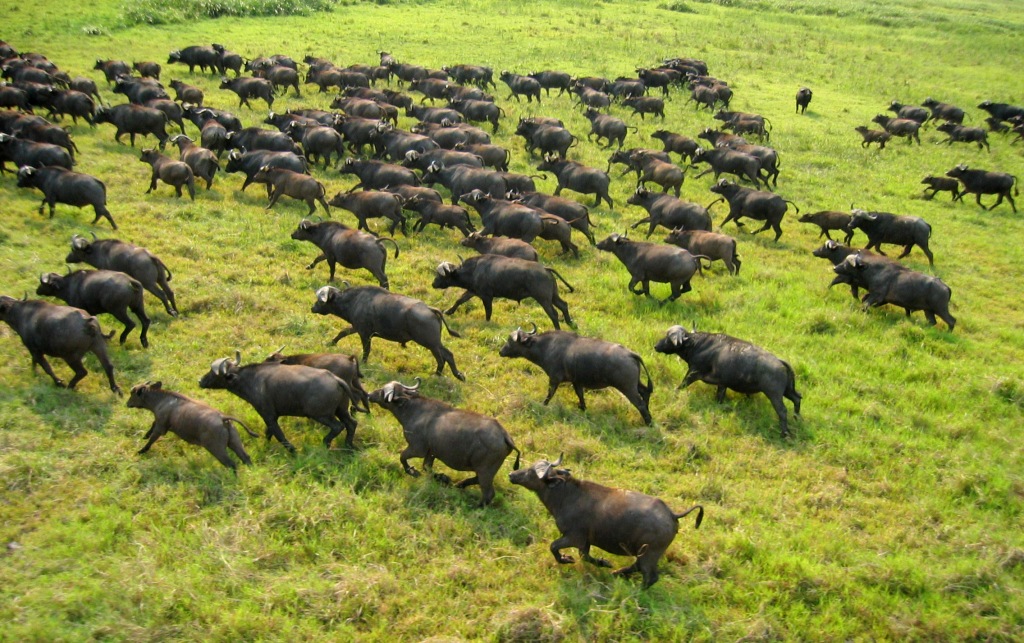 38 (2) - Copy John X Safaris