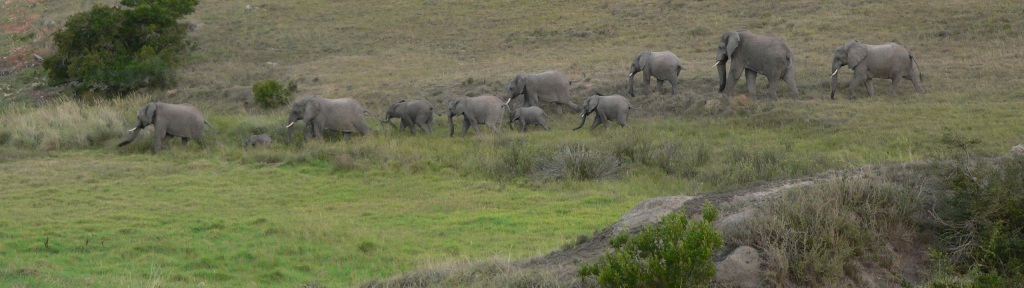 P1060034 John X Safaris