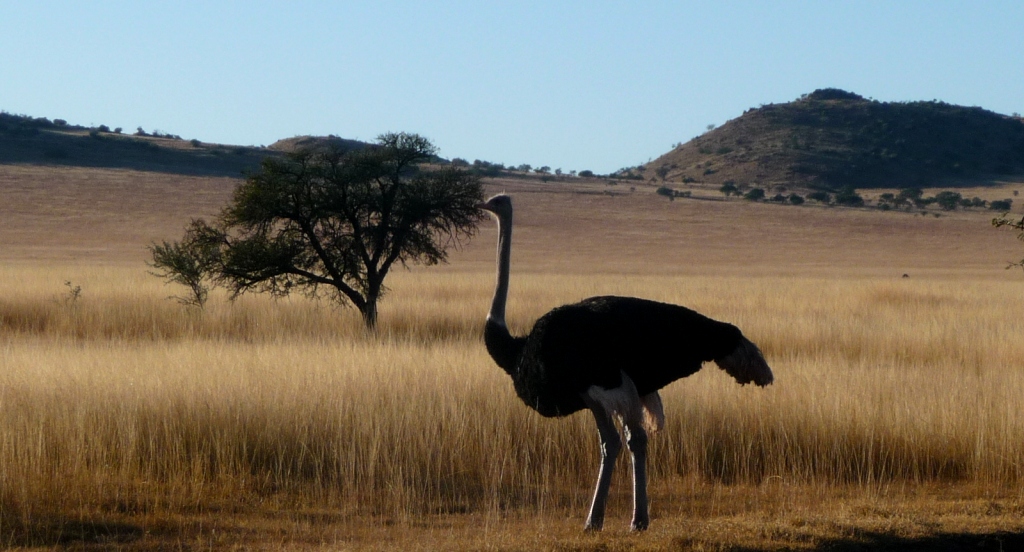 P1030367 John X Safaris