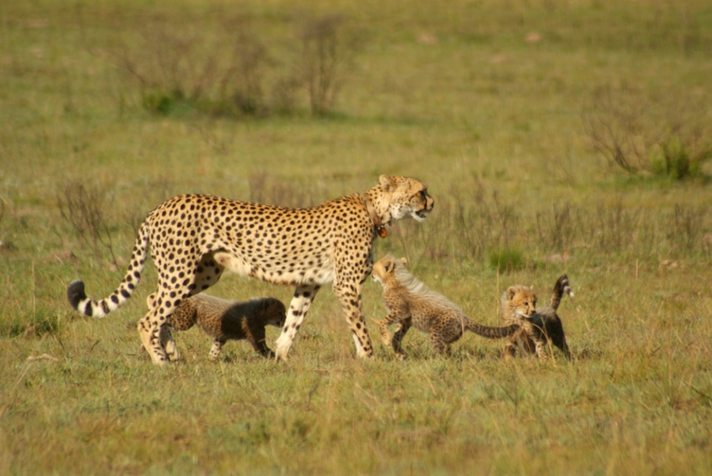 DSCF0413 - Copy John X Safaris