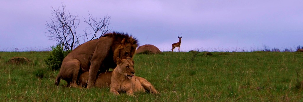 John X Safaris