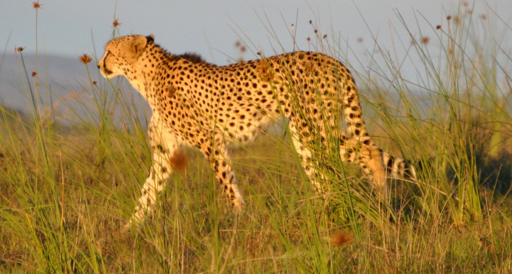 CSC_0014 John X Safaris