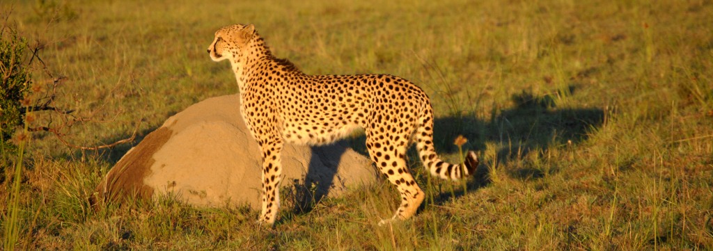 DSC_0009 - Copy John X Safaris