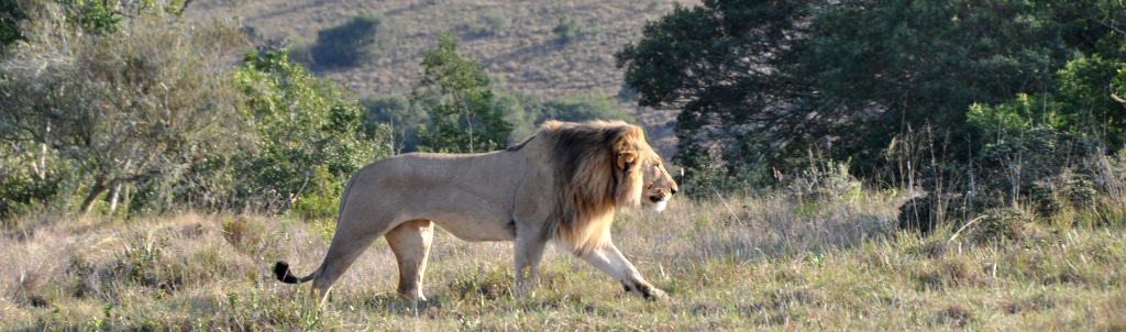 John X Safaris