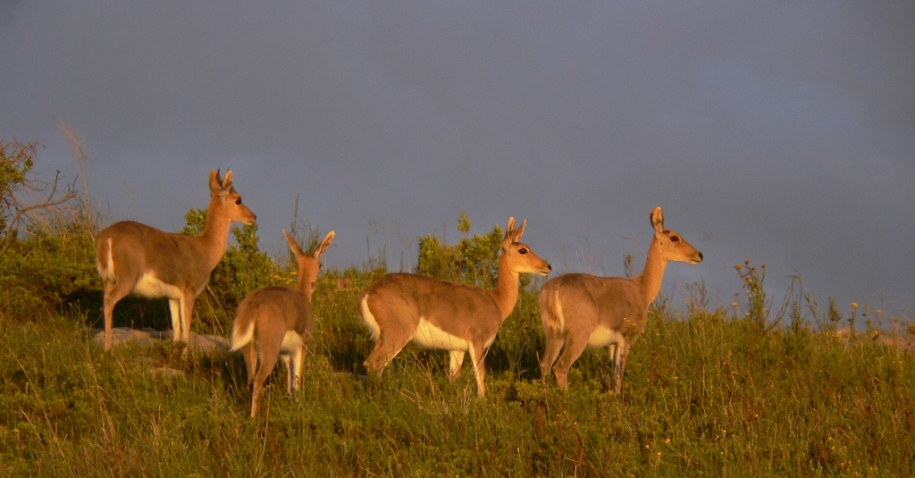 Reed buck - Copy John X Safaris