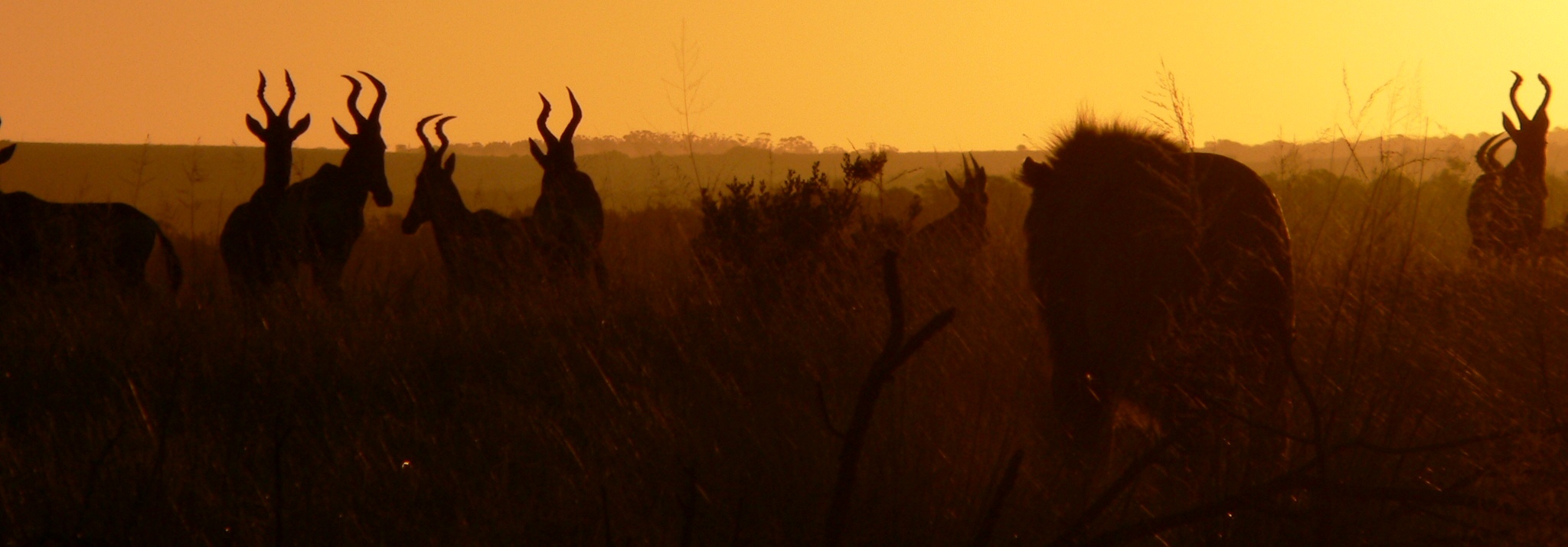 John X Safaris
