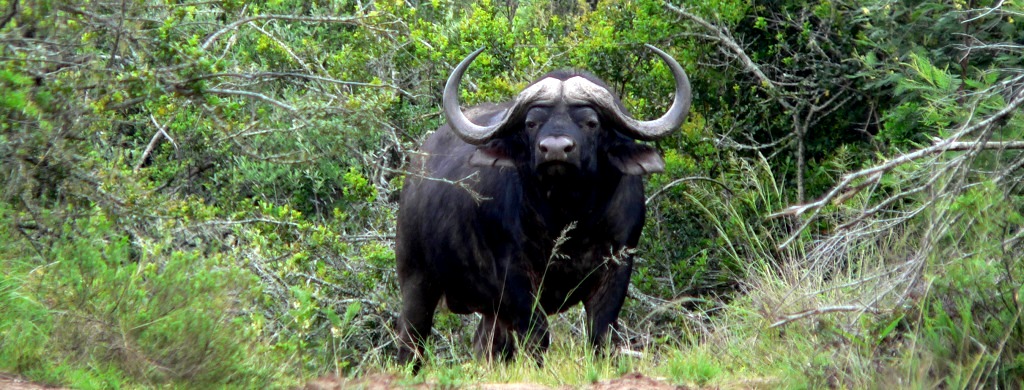 Buffalo (2) John X Safaris