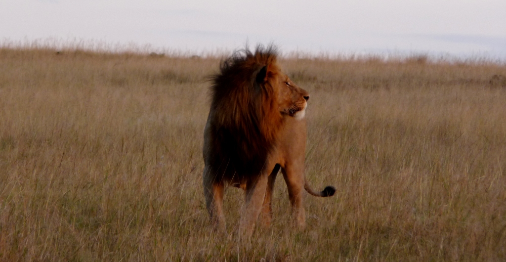 Henrich's Africa 2 2010 290 John X Safaris