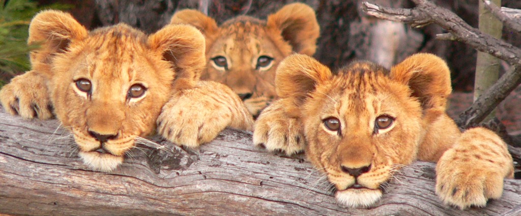 three lion cubs2