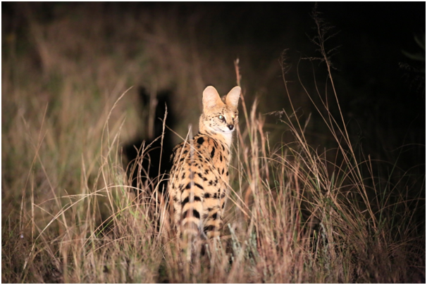Serval 1