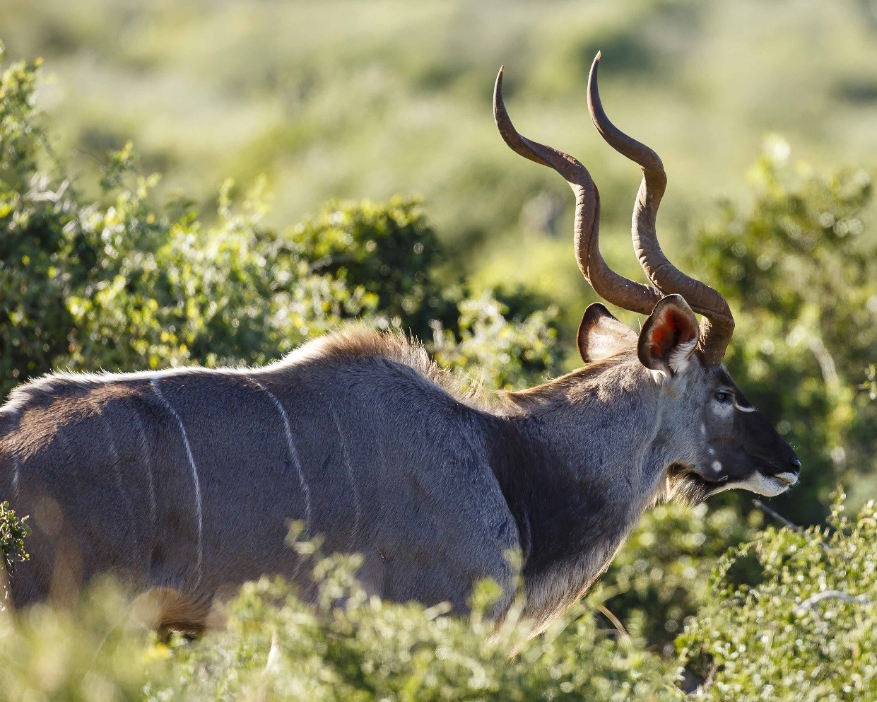 John X Safaris is constantly looking for concessions with top quality genetics that consistently produce quality trophies like this mature kudu bull … notice the healthy coat, body size and white tips on horns curving forward.