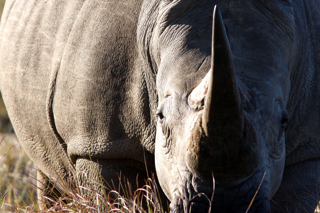 Rhino