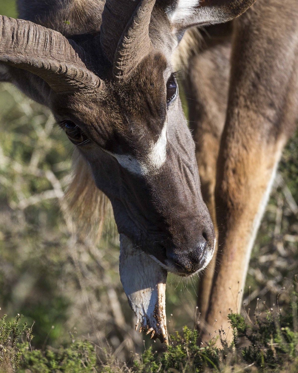 That kudu in the opening photo was actually chewing on bones from an old pile. This is a definite red flag that critical minerals might be missing and further scouting is warranted.