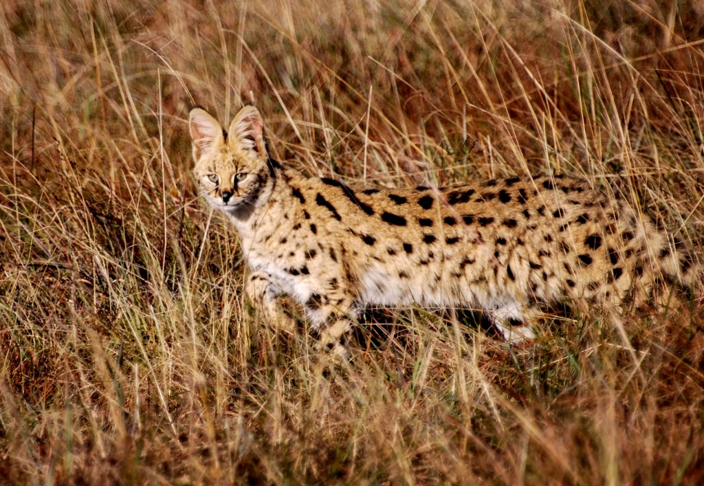 serval 1