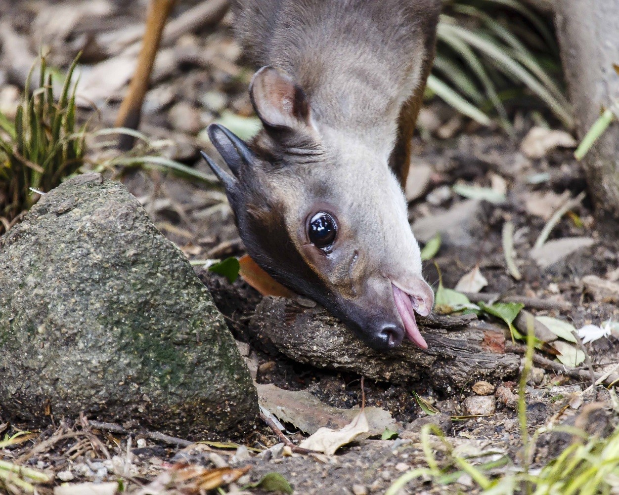Many species such as the blue duiker find mineral licks where they can obtain their minerals and nutrients.