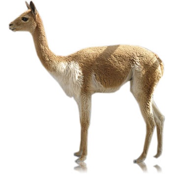 Vicuna_02 John X Safaris