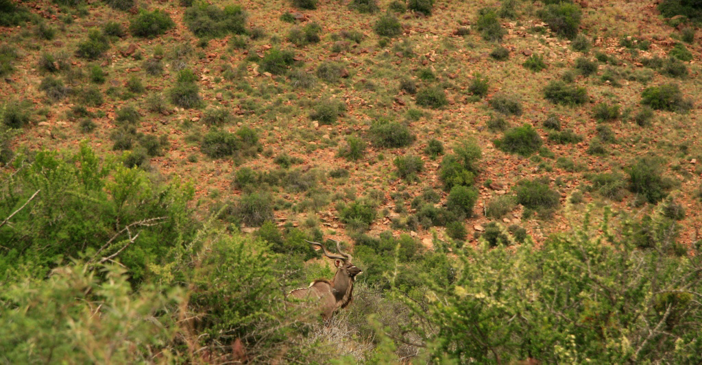 STOUT_03_1 John X Safaris