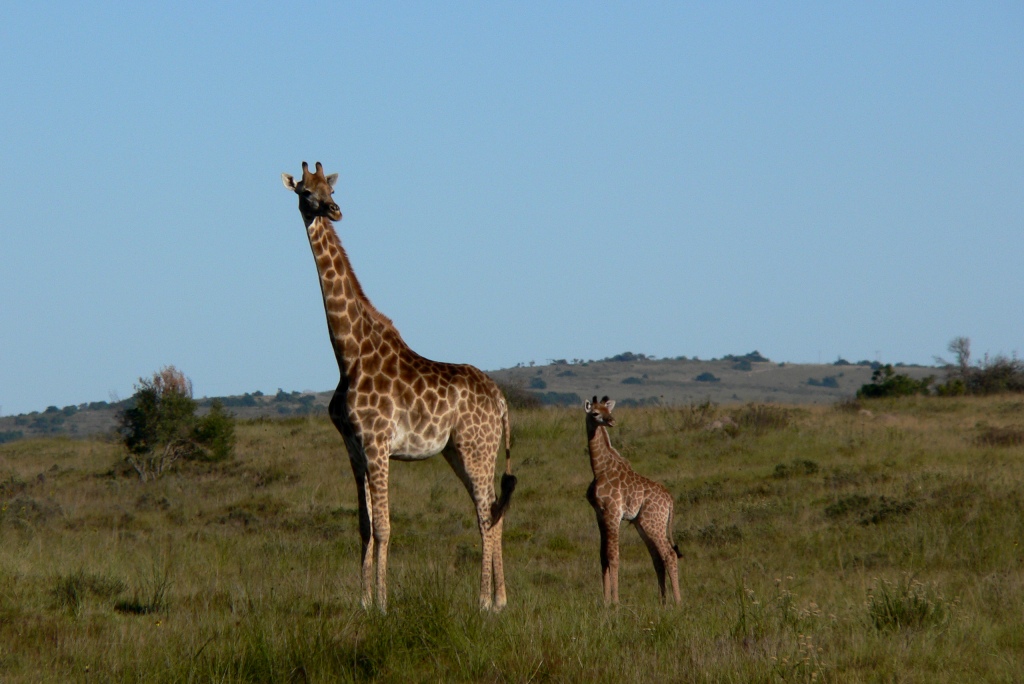 John X Safaris