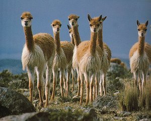 Vicuna_08 John X Safaris