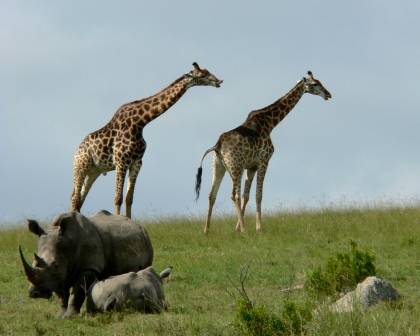John X Safaris